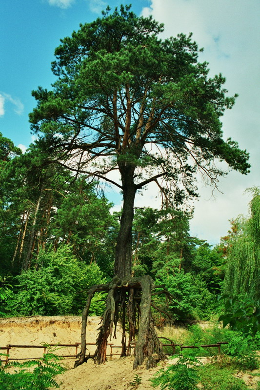 fot. Tadeusz Sempioł